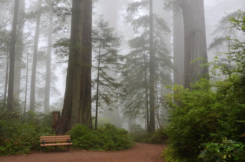 Redwoods Treehouse Cabin