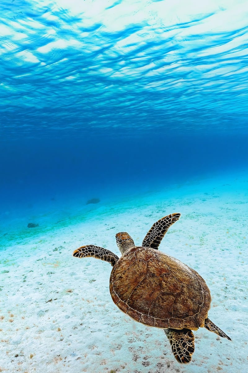 Sea Turtle Snorkeling