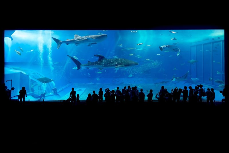 Whale Shark Snorkeling